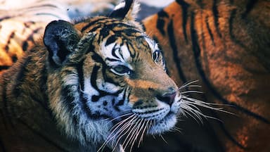 The Paseo del Rio Orizaba is a free zoo that is located along the Orizaba River side. This tiger is one of four tigers that where rescued from a circus by the government an are now living in this zoo.