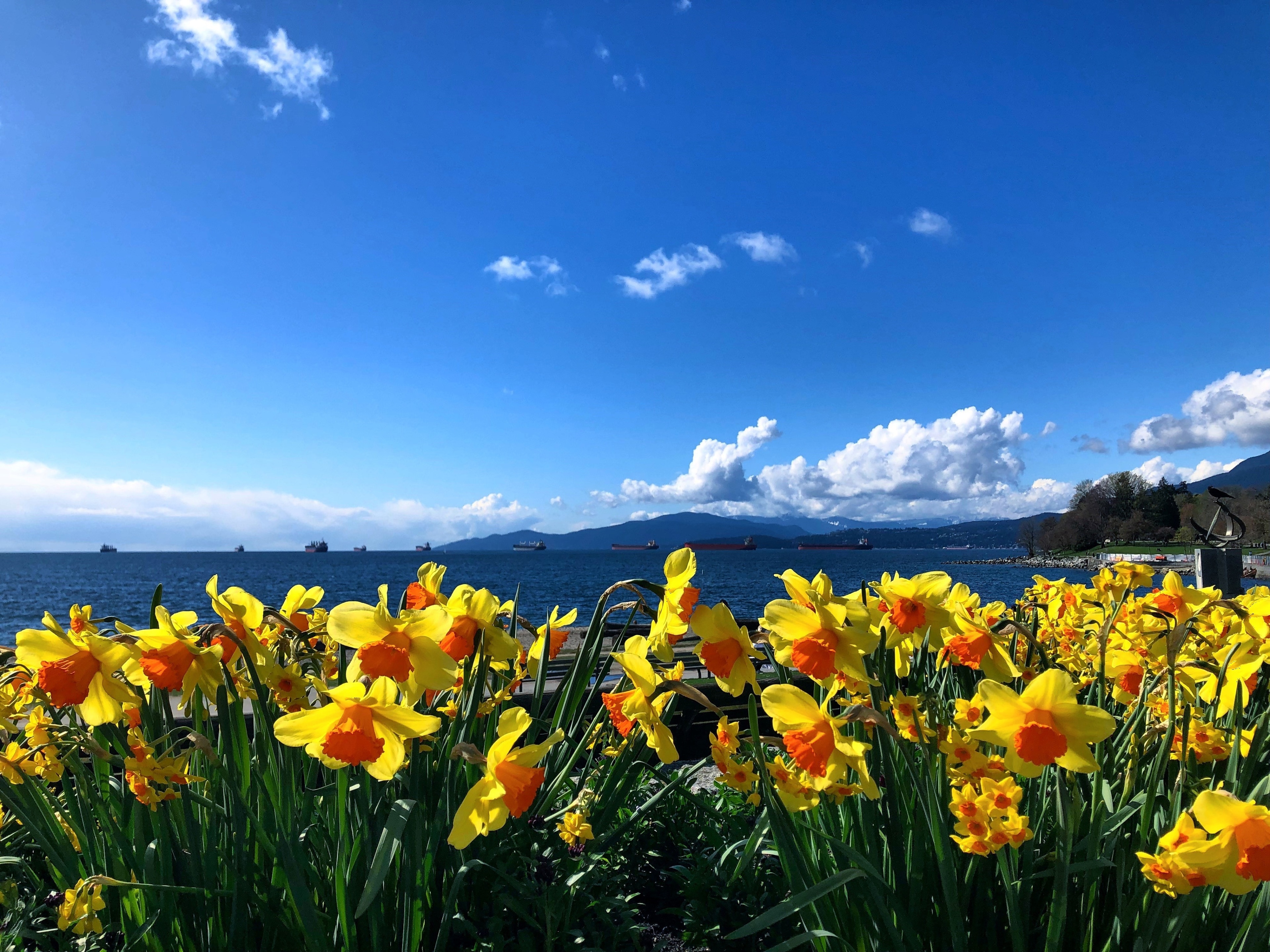 These sunny daffodils were the culmination of a stunning walk through Stanley park in the spring of last year :) #LifeAtExpediaGroup