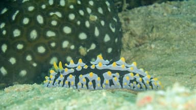 The #nudibranch is one of the weirder creatures you’re likely to encounter while #diving. This colourful little critter was spotted at a dive site called The Hill, off Sabang Beach near Puerto Galera on the #Philippines 🇵🇭
#LifeAtExpedia