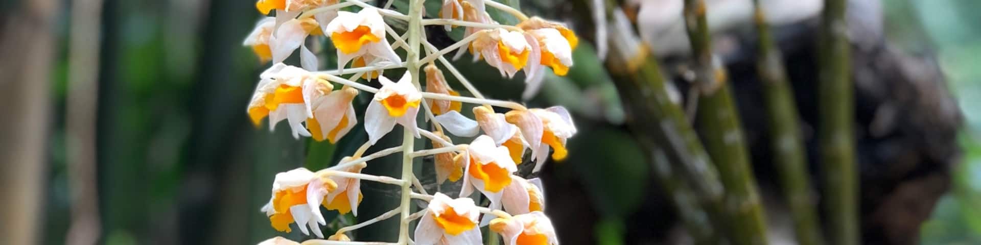 Orchid in northern of Thailand called ‘eungpung’