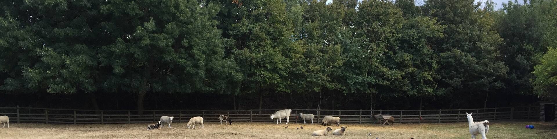 Such a bliss to be close to animals and nature in a large city