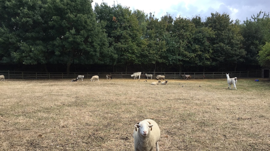 Such a bliss to be close to animals and nature in a large city