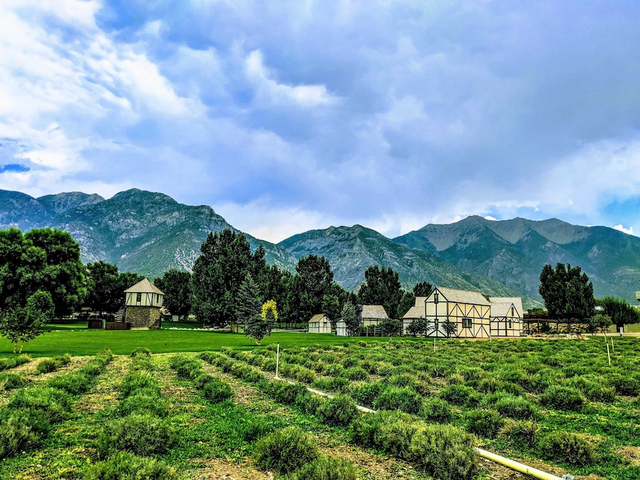 Young living lavender farm