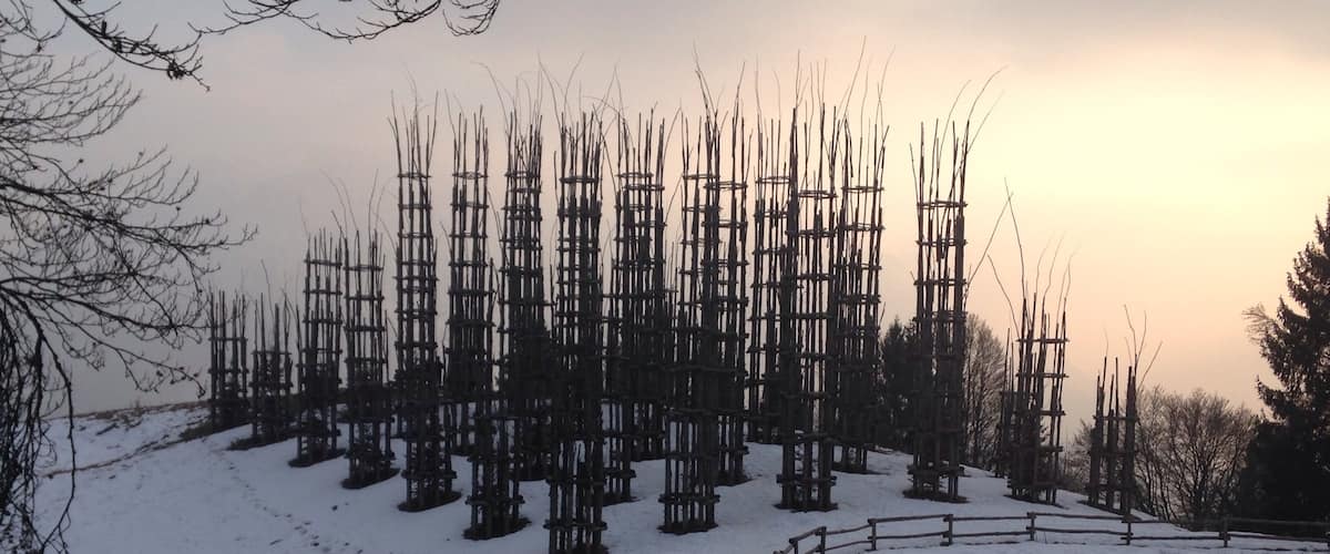 Vegetal cathedral during winter 2017