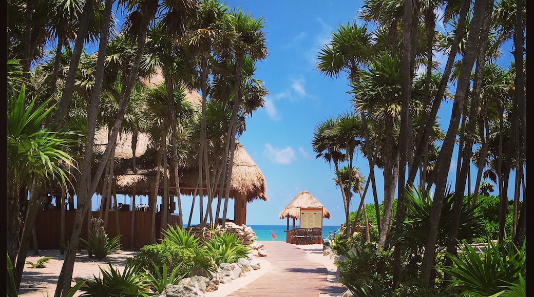 Bãi biển Paradise, Playa del Carmen, Bang Quintana Roo, Mexico