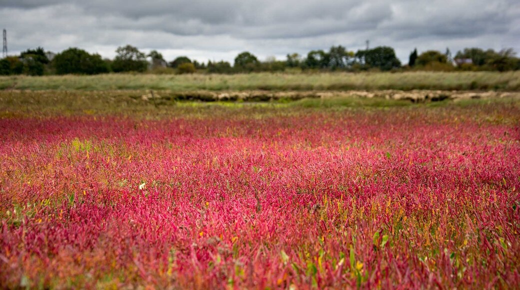 Foto av Adrian Miller