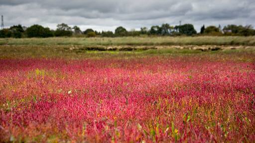 Foto tomada por Adrian Miller