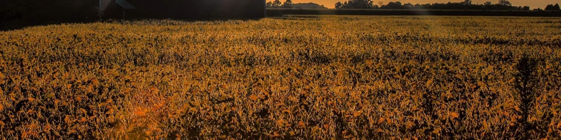 "Sunset over Napoleon"