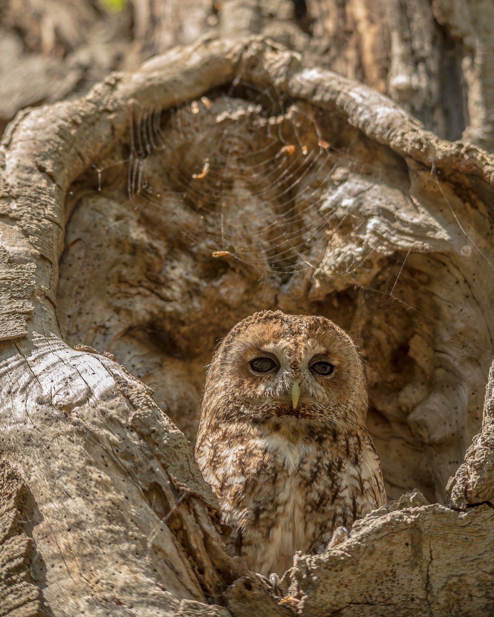 You can find more the UFO in Rendlesham forest. Tawny owl camouflaged in a tree cavity for instance 


#Wildlife #owl #britain #uk #England #suffolk #tawnyowl #spring #treecavity #nature #forest #woods #wildlife #nature