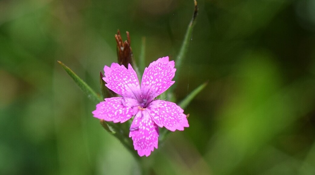 Foto por Cynthia Phillips