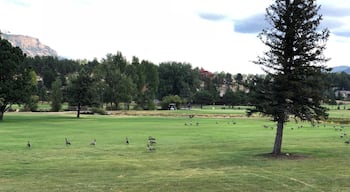 Do geese help or hinder your golf score?