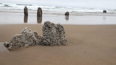 Oregon beach with  very cool rock formations 

#adventure