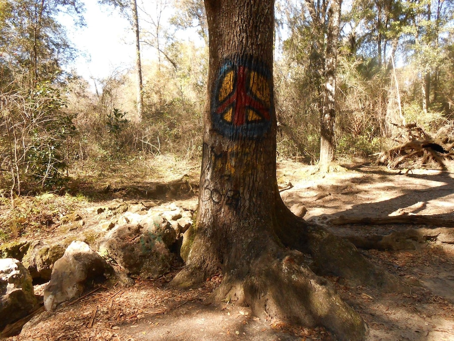 This tree serves as a marker to the Peace Cave located right behind it. This is one of several caves in the area that are fun to explore.
Bring your camera and flashlight and get ready for an adventure. Peace Cave is probably the largest of the caves allowing for standing room in some areas.
Some of the caves are so small I would only recommend braving them to the adventurers who have no fear of tight, dark spaces or bats.
Pets are allowed and visitors can enjoy taking their pooch for a walk on the trails.