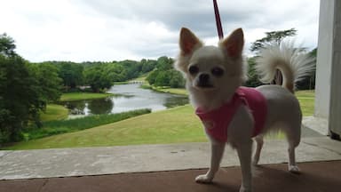 The beautiful Painshill Park in Cobham Surrey, with my daughter's chihuahua, Kiki.