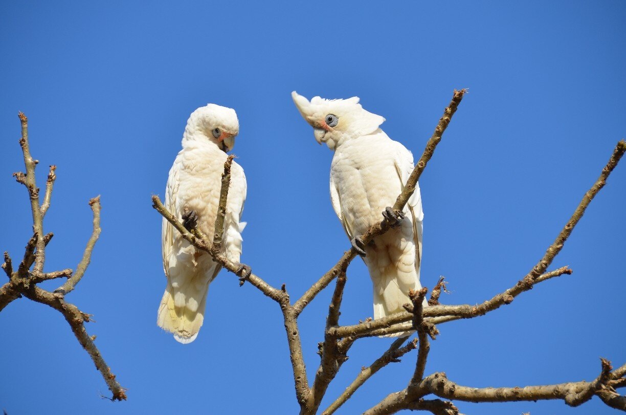 Mount Tomah, NSW holiday holiday houses & more Stayz