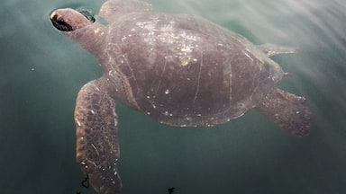 Unsuccessful whale watching but I did spot this huge turtle 🐢 #wildlife