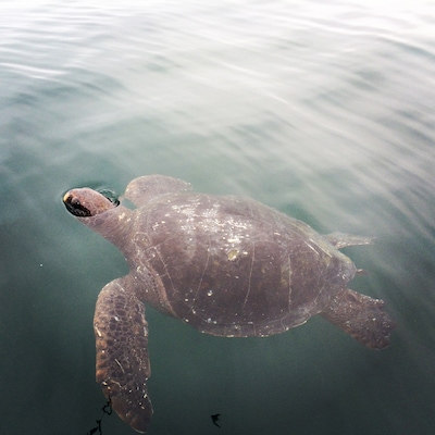 Unsuccessful whale watching but I did spot this huge turtle 🐢 #wildlife