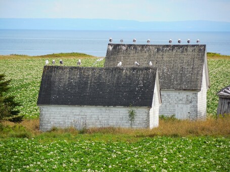 Gulls enjoy a view across the Northumberland Strait to Nova Scotia, from the Cape Bear/Shore Rd area. #roadtrip