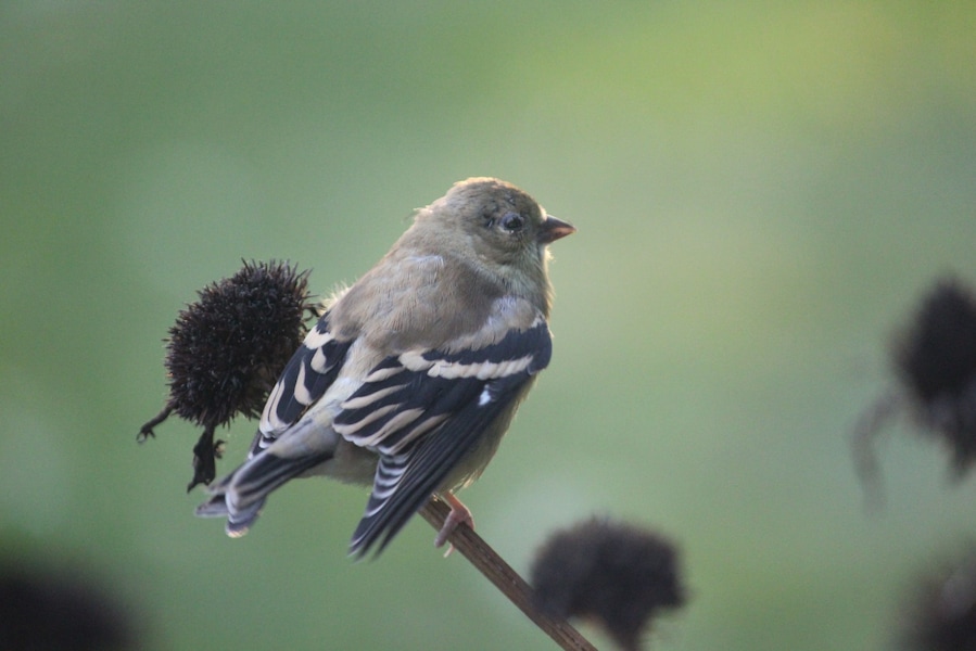 From my garden. Autumn finch.