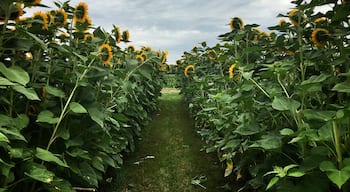 Sunflowers 
#mülheim #ruhrpott #ruhrgebiet #sunflowers #nature