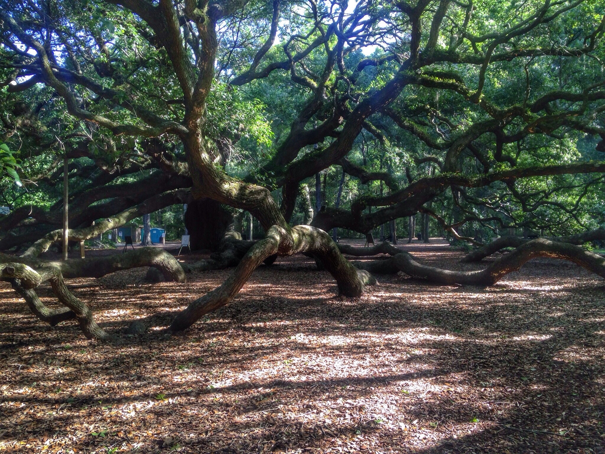 Angel Oak Tree, Johns Island holiday boats & more Stayz