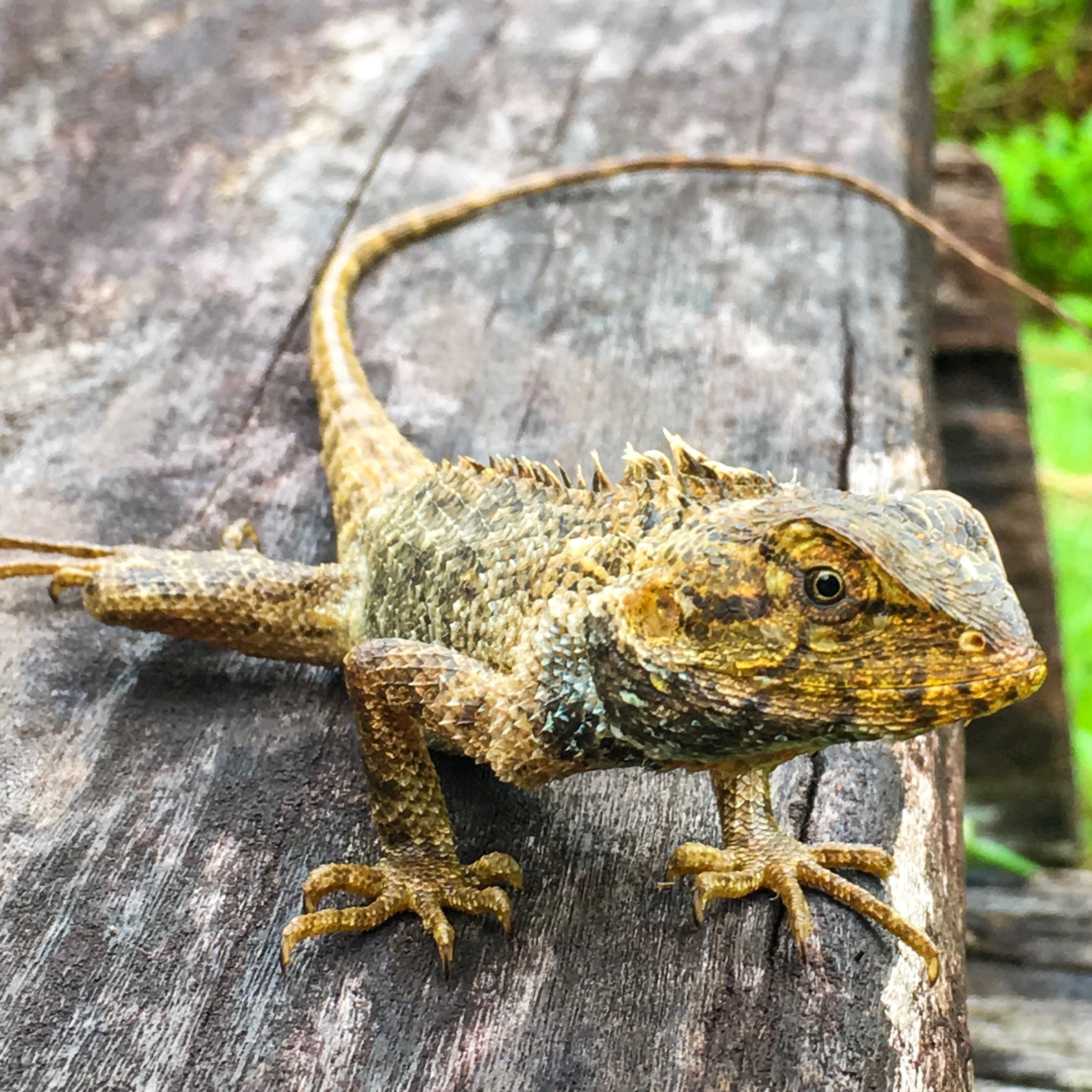 A nice place to take a morning walk and get to see local flora and fauna like this lizard. 
