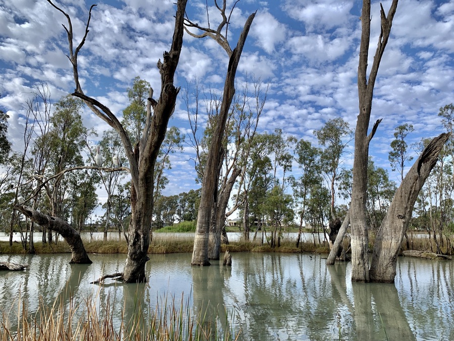 On the Murray River