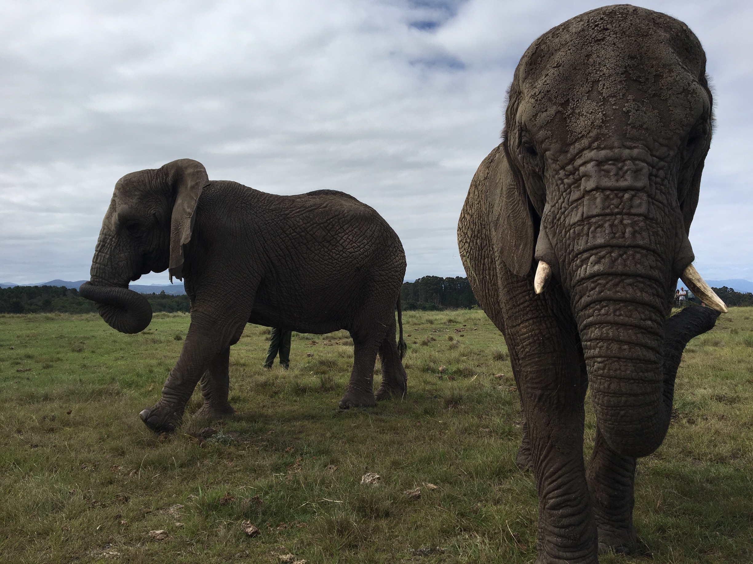 We toured a great elephant rescue center in Knysna, South Africa. These elephants are able to roam around their park relatively freely. They've been rescued from elephant culls and abusive situations.