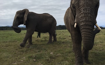 Knysna Elephant Park, Plettenberg Bay, Western Cape, South Africa