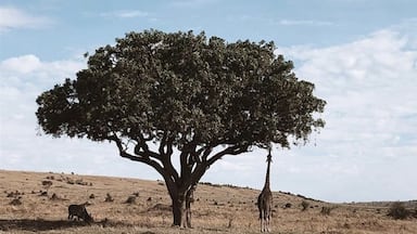 Found two friends having an afternoon snack during an #Adventure through the Masai Mara.