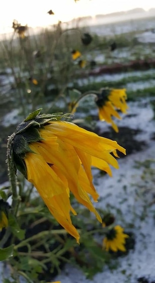 Beauty even after a hail storm
