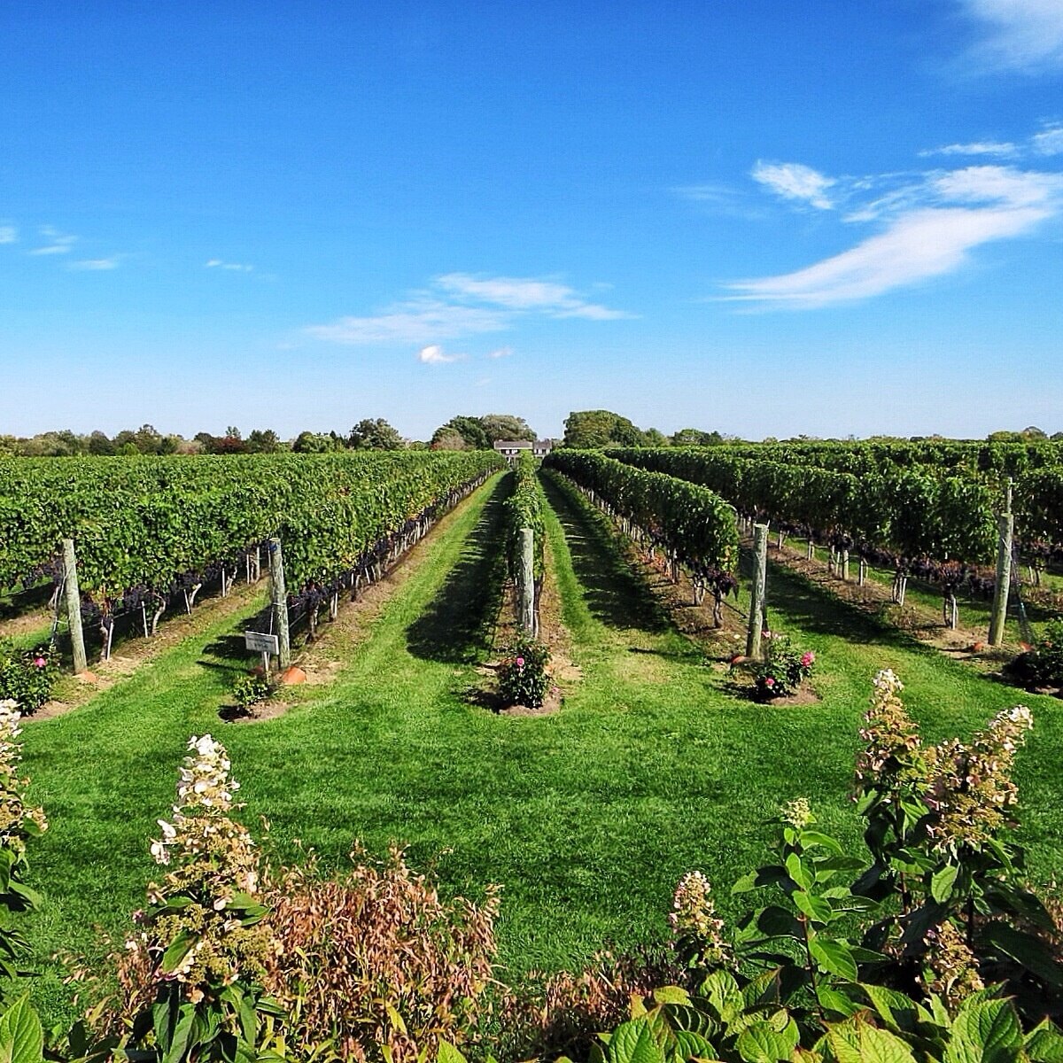 15 Closest Hotels To Wolffer Estates Vineyard In Sagaponack Hotels Com