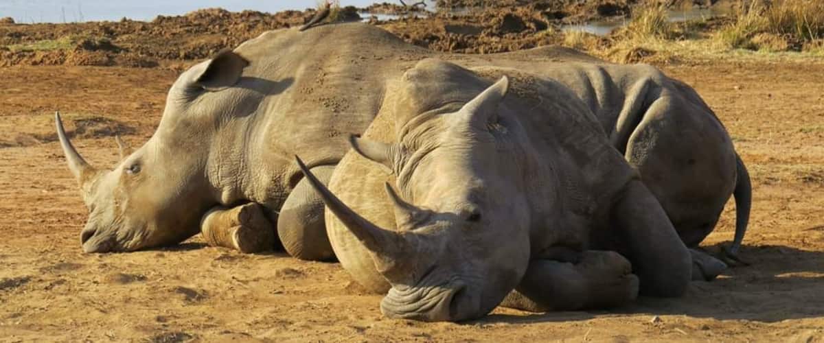 #LifeAtExpedia Two white rhinos relaxing by the waterhole in Swaziland.