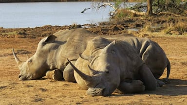 #LifeAtExpedia Two white rhinos relaxing by the waterhole in Swaziland.