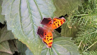 The Wellesley Island State Park has a nature center and a butterfly garden. The butterflies were on full display on this day!