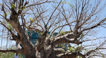 One of many spectacular Baobab trees in Mombasa. 