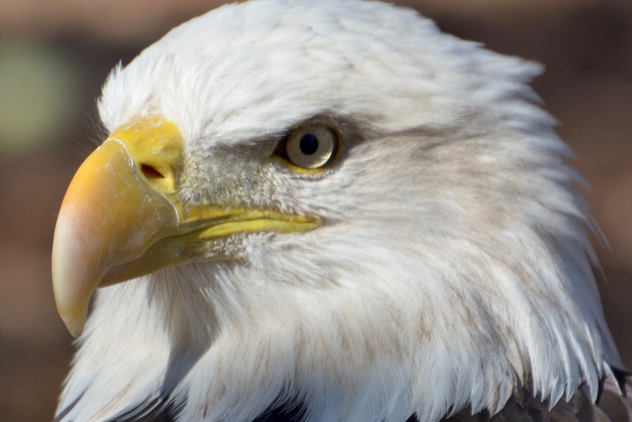 World Bird Sanctuary is just amazing. Just pulled in this fine pic of our National Bird. Mr. Eagle, you are quite handsome