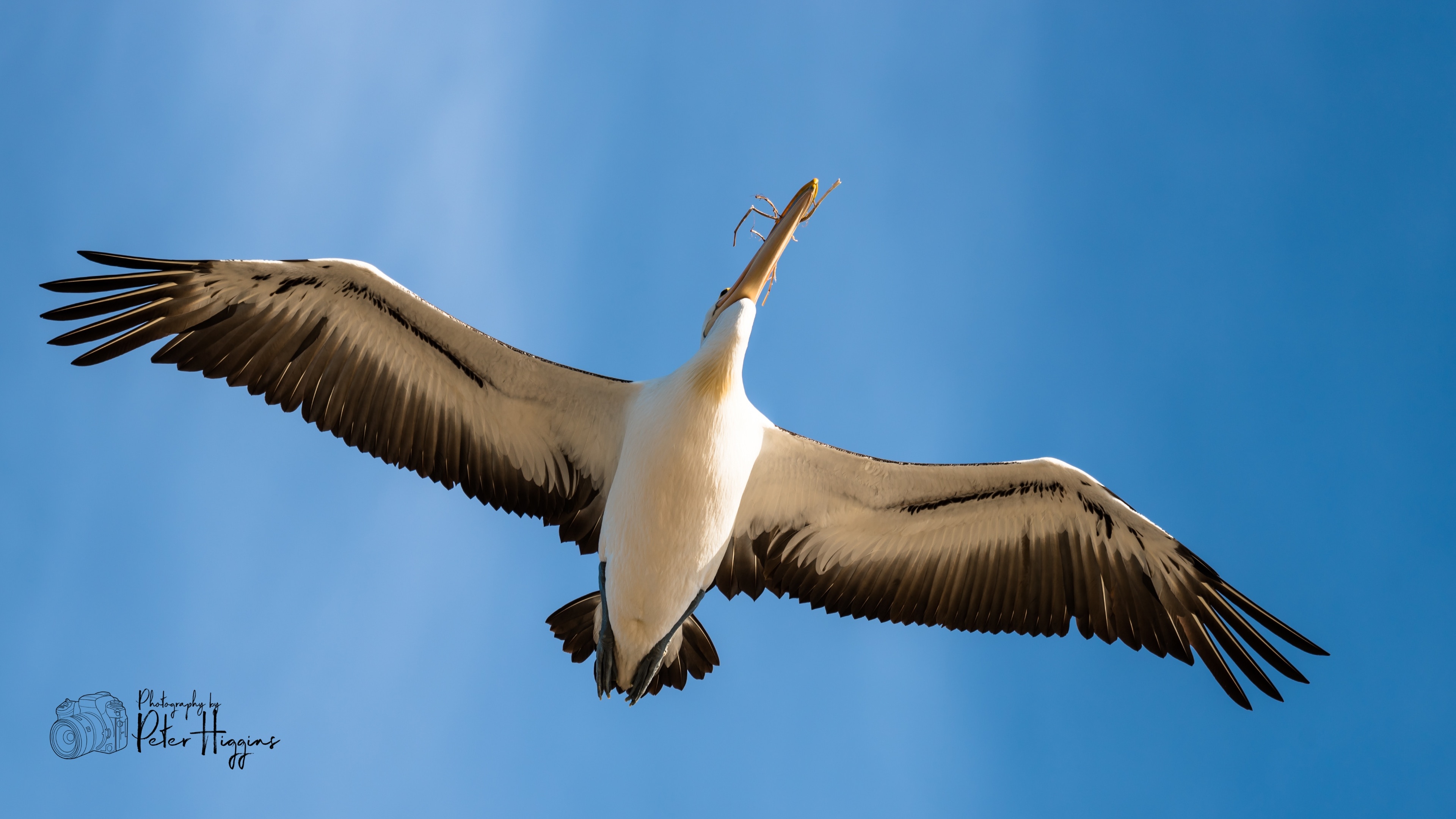 Testing out my 150-600mm lens skills on the Pelican colony at the north end of the island.  This shot was from the beach on the east side looking straight up as they swirl overhead.
Yes its nesting season, hence the vegitation in the beak.