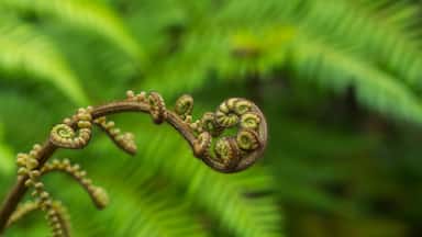 An incredible fern leaf near Franz Josef Glacier, the symbol of New Zealand.
#OnTheRoad