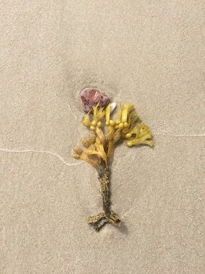 Creature of Lithuanian beach