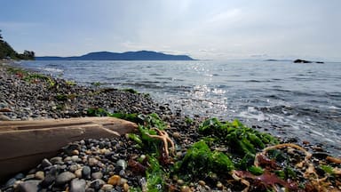 Starfish lounging on the beach on Lummi Island. Although the island is only a short 10 minute ferry ride from Bellingham there's not much on it besides the famous restaurant willows inn. This beach can be accessed from a small road across the street from the inn. #LifeAtExpedia #nature