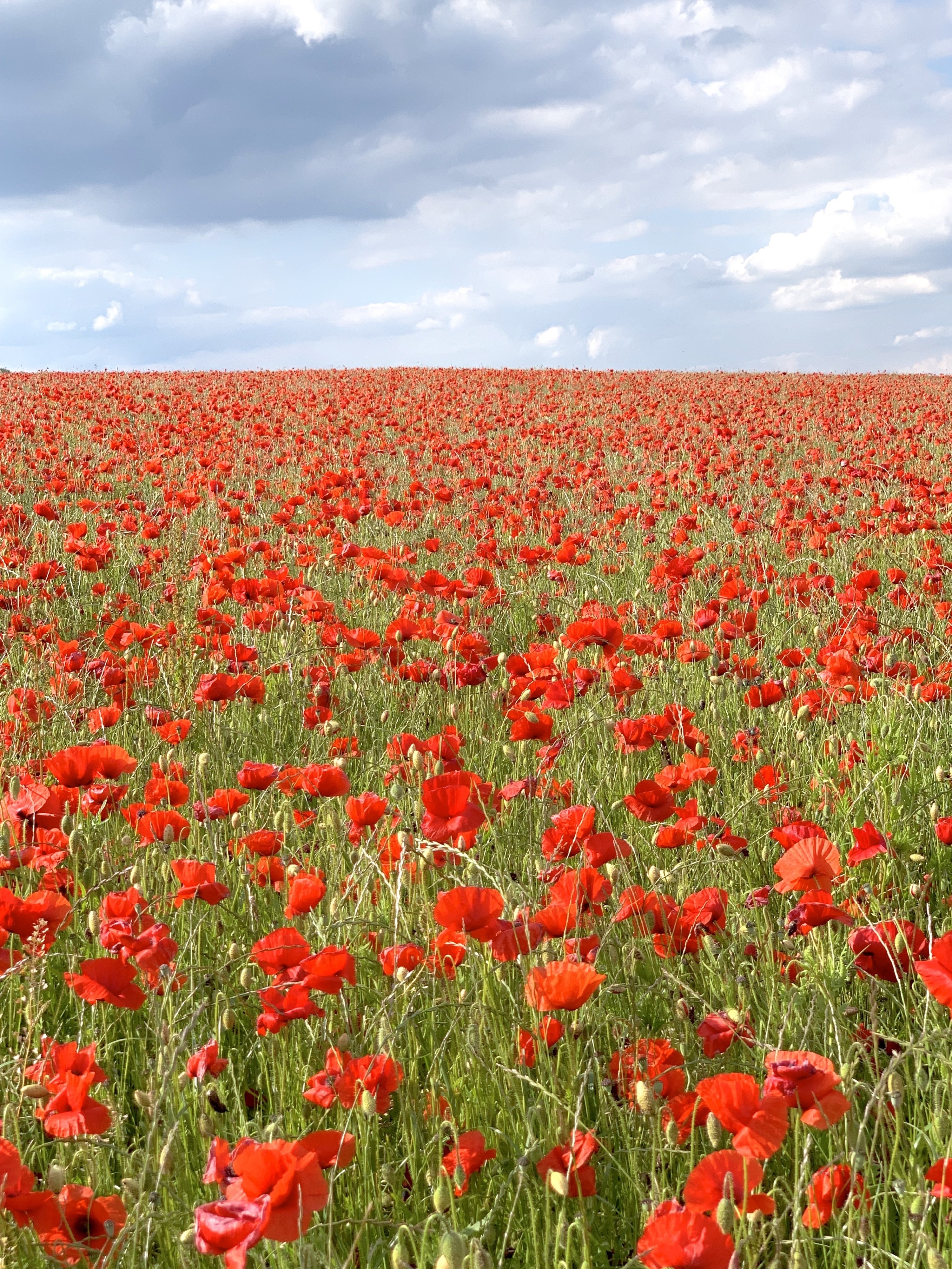 Foto de Melina Togni de Oliveira