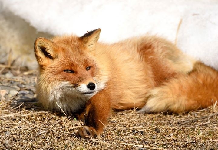 Do Not Disturb. A Japanese Red Fox sighted on 26th Feb sun-tanning beside the cold snow in Nemuro. #hokkaido #wildlife #snow #winter #fox #japan