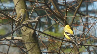 Backyard Birding.  We have had a flock of Goldfinches feeding in our backyard all winter.  This male and female are two of them.