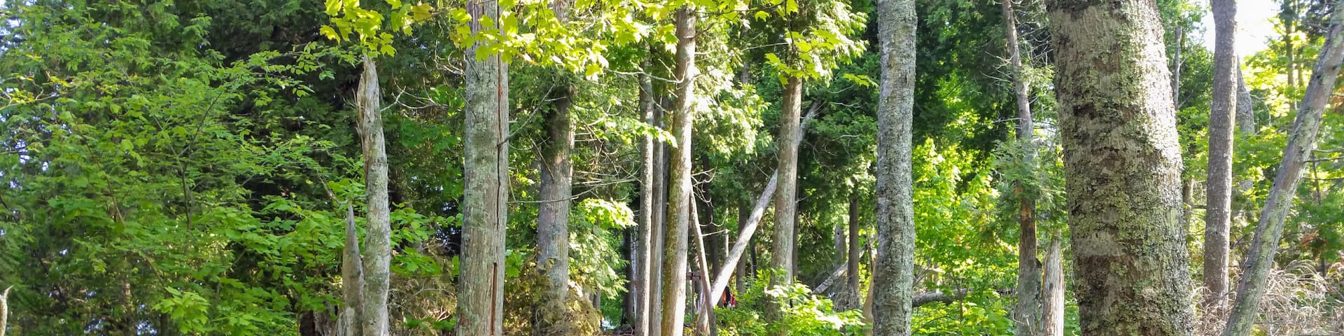 A trail in cave point county park