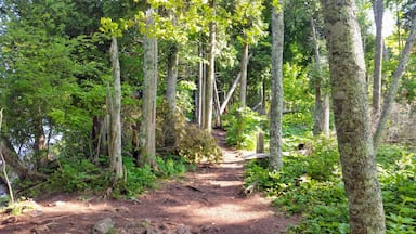 A trail in cave point county park