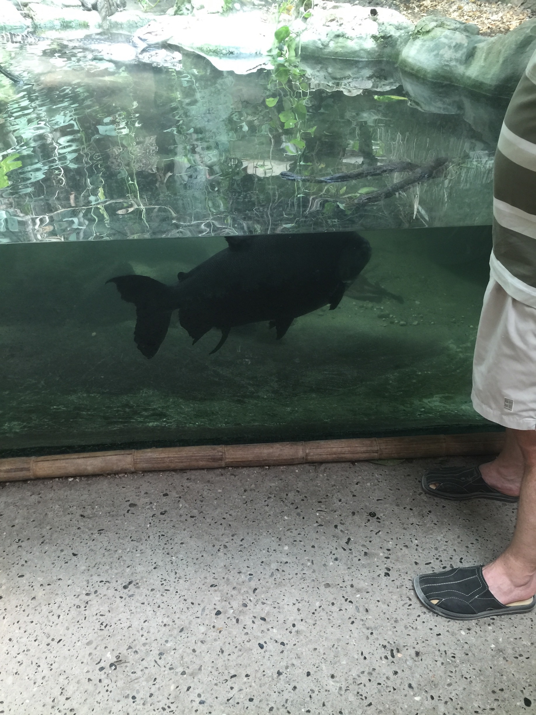 Look at the size of the Piraña in Aquarium, living with some Camen Crocodiles. Now that wouldn't be water fun for us to be in but would be for them