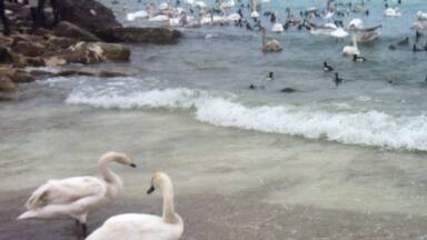 Aktau seaside. You can feed swans and flamingos if you are lucky with the last :-)