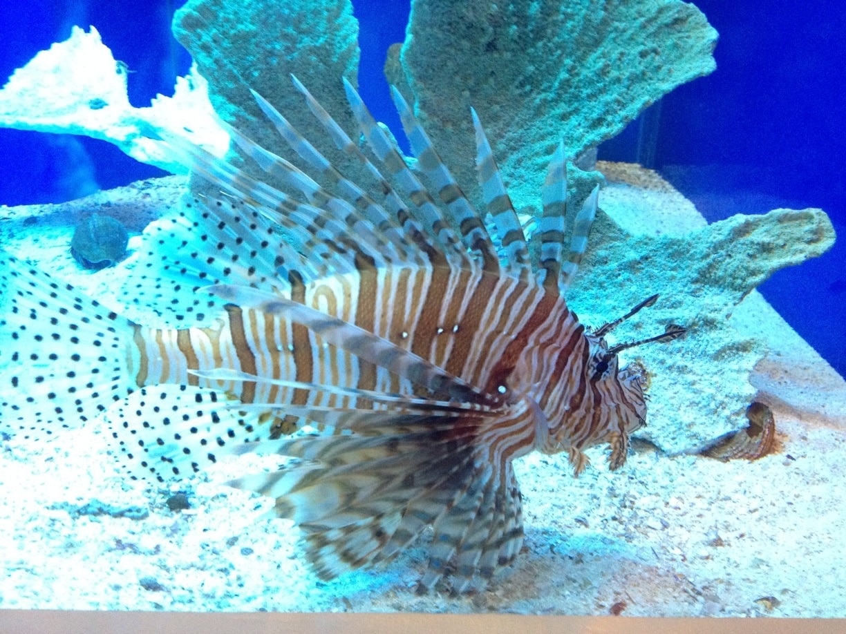 Lion fish at the zoo! The Tulsa Zoo is a great place.