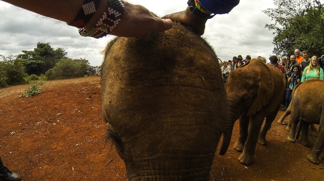 大衛謝爾德里克大象和犀牛孤兒院, 奈洛比, Nairobi County, 肯亞